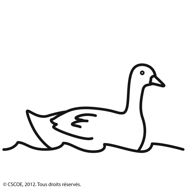 Canard_NB