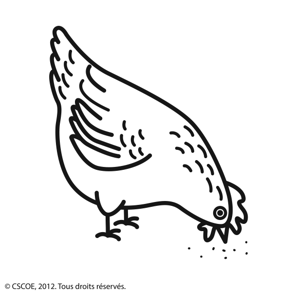 Poule_NB