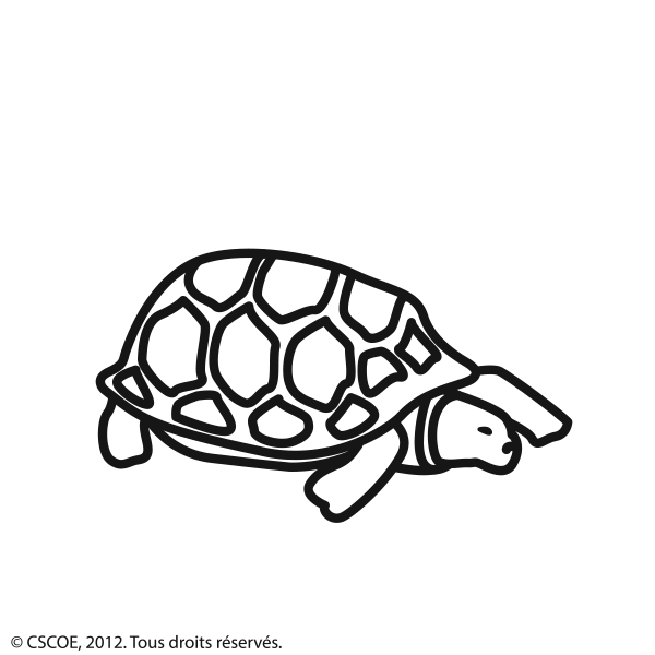 Tortue_NB