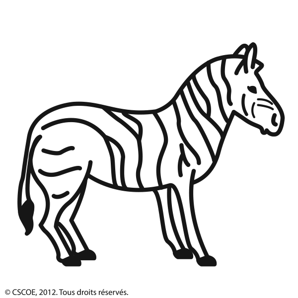 Zebre_NB